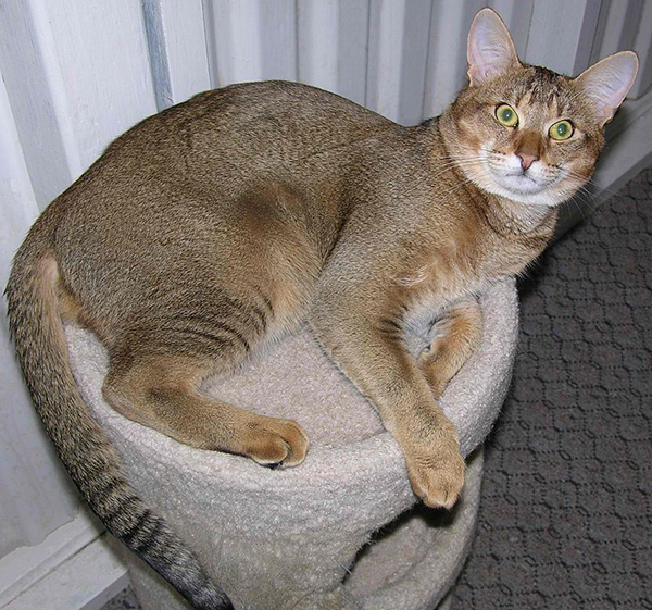 TABBY_black-ticked-tabby