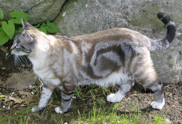 TABBY_classic_tabby_crop