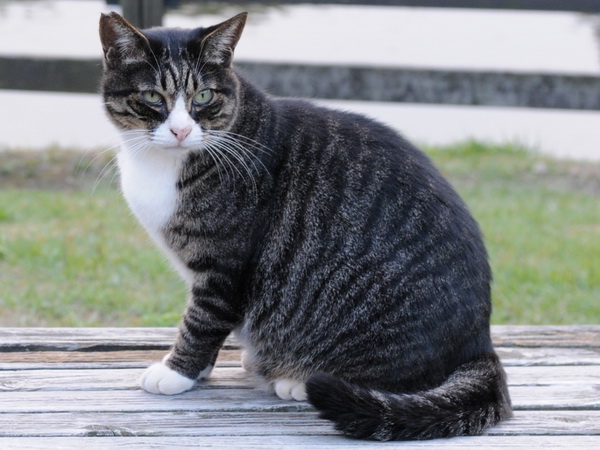 TABBY_mackerel_tabby_cat
