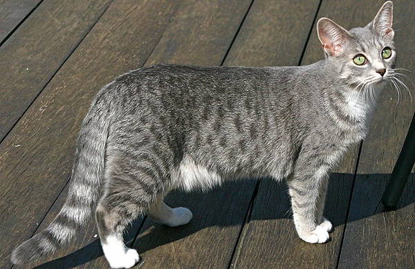 TABBY_web-image-blue-spotted