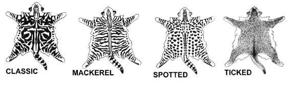 four-tabby-patterns