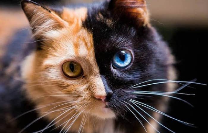 chat-robe-unique