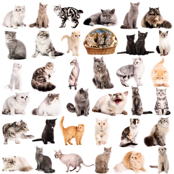 couleurs_chats