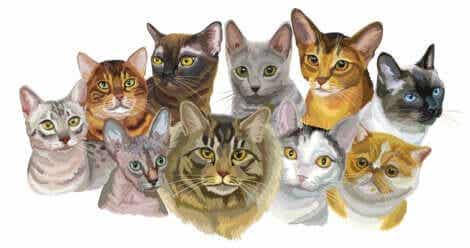 dessin-races-de-chats