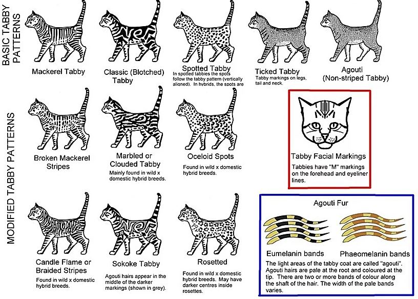 tableau_tabbies