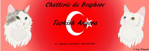 BE_angora-turc_Bosphore_banniere
