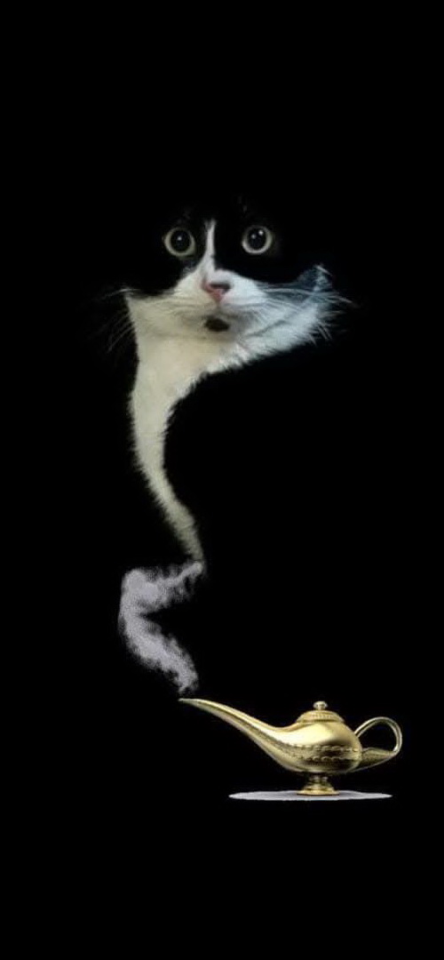 chat_lampe.jpg