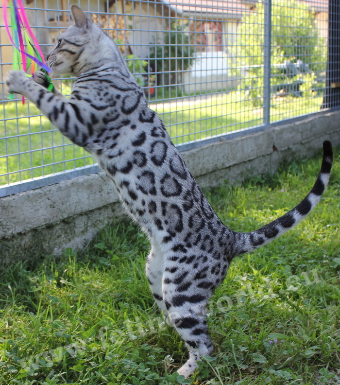 BENGAL-male-silver