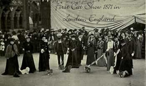 1871-First-Cat-show-in-London