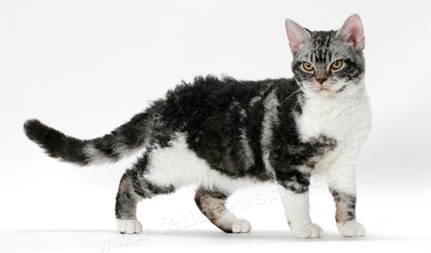 AMERICAN_wirehair