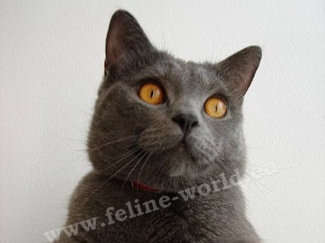 CHARTREUX-male_2