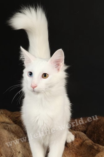 ANGORA TURC